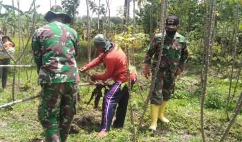 Satgas TMMD 110 Bojonegoro Bantu Warga Panen Singkong Untuk Dijual